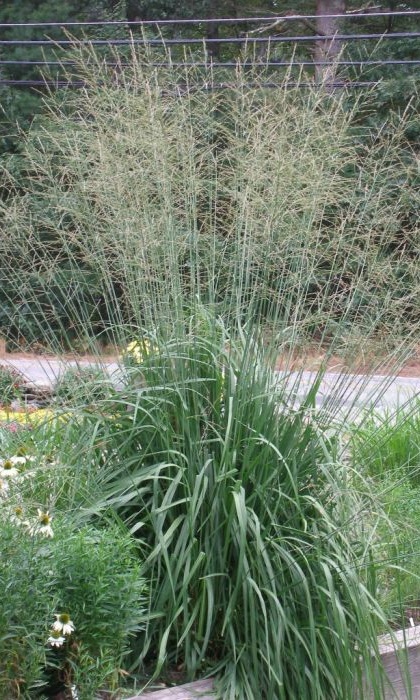 MOLINA ARU SKYRACER #1 MOOR