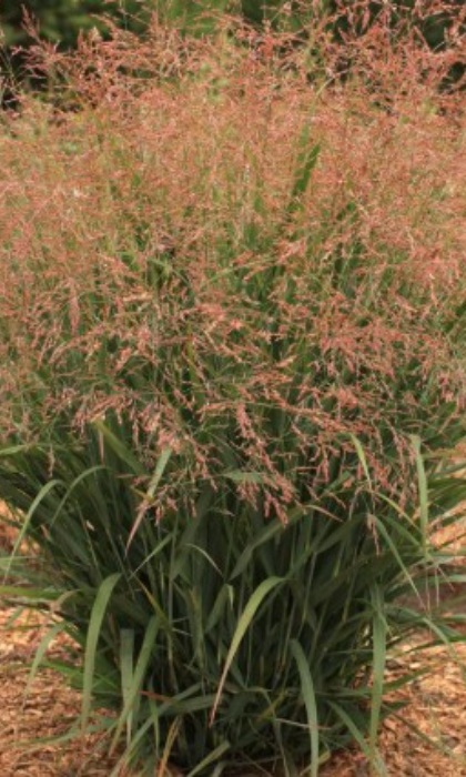 PANIC VIR DRMCTCH SMOKY ROSE#1/7