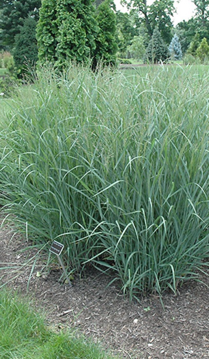 PANICUM VIR HEAVY METAL #1SWITCH