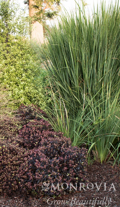 PANICUM VIR NORTH WIND #1 SWITCH