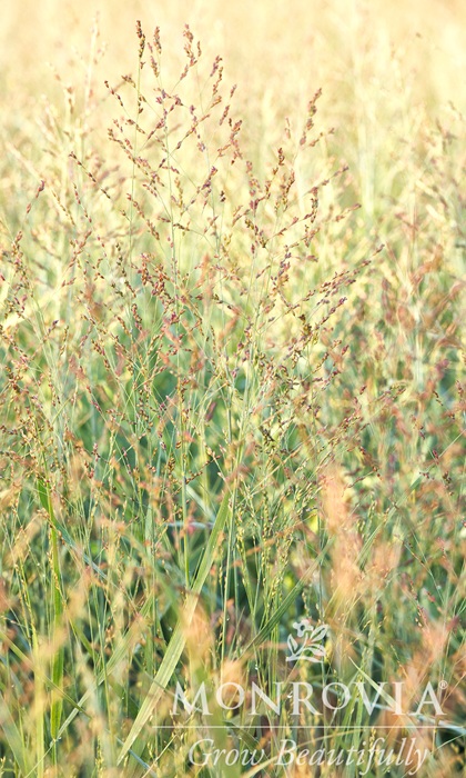 PANICUM VIR PRAIRIE DOG #1