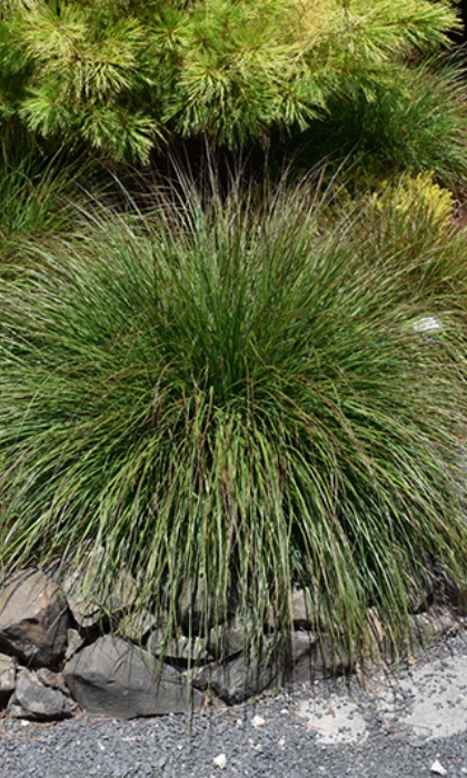 PENNISE ALO BURGUNDY BUNNY #1/7"