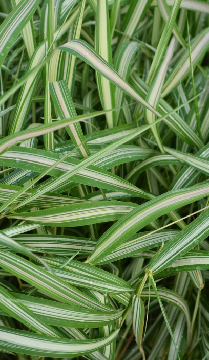 PHALA STRAWBERRIES &CREAM #1