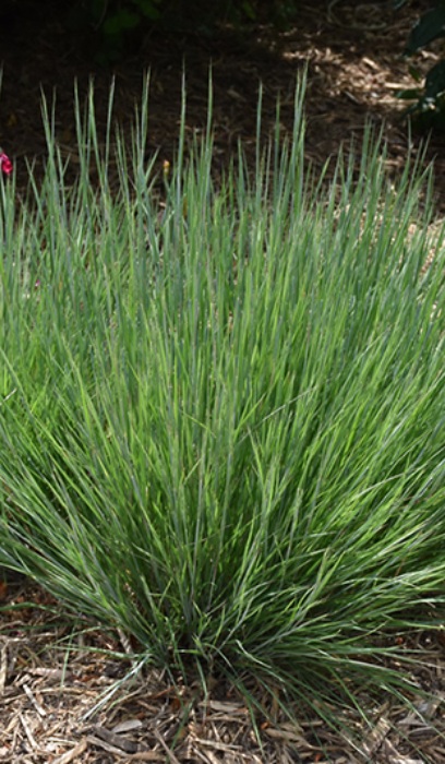 SCHIZ SCO CAROUSEL #1