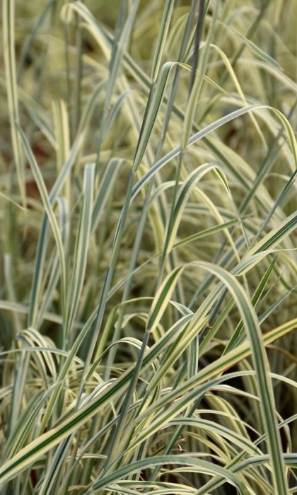 SCHIZ SCO SHINING STAR #1