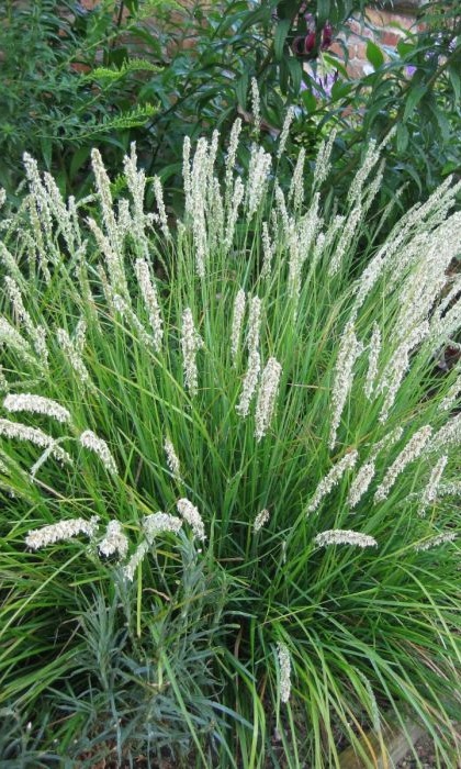 SESLERIA AUTUMNALIS AUT MOOR #1