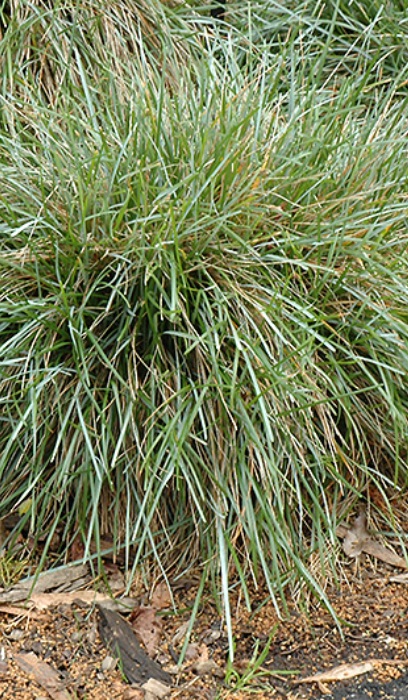 SESLERIA CAERULEA BLUE MOOR #1
