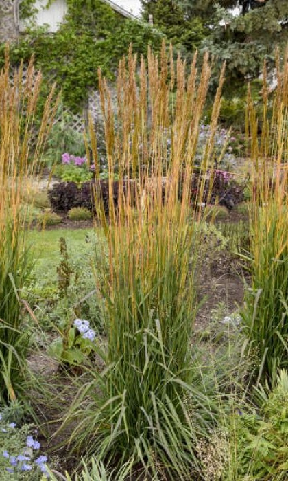 SORGH NUT GOLDEN SUNSET #1