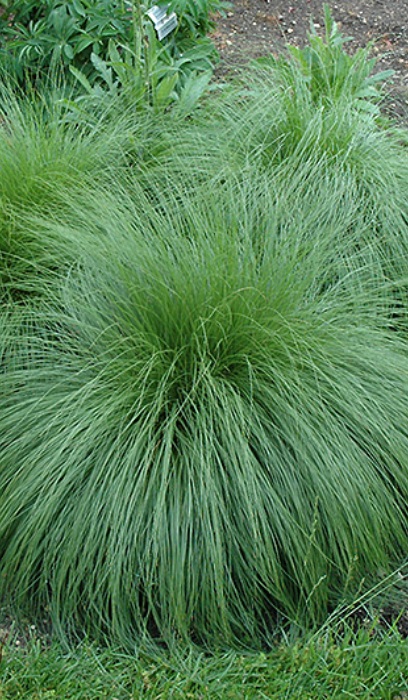 SPORO HET PRAIRIE DROPSEED #1