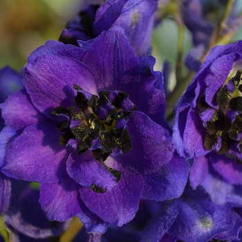 DELPH MAGIC FT DK BLUE/DK BEE #1