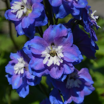 DELPH ELA GUARDIAN BLUE #1