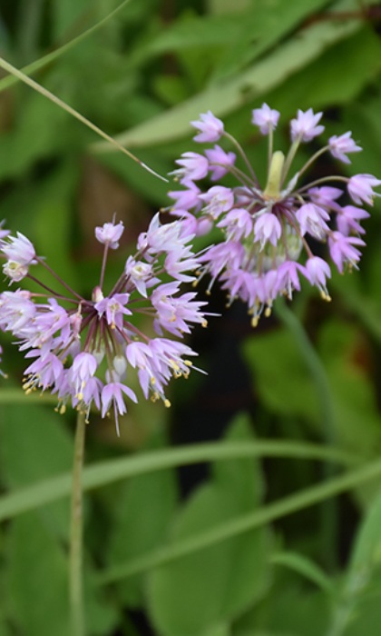 ALLIU STEL PRAIRIEONION 3.5"/18T