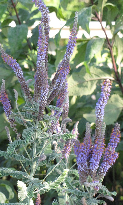 AMORP CAN LEADPLANT 3.5"/18T