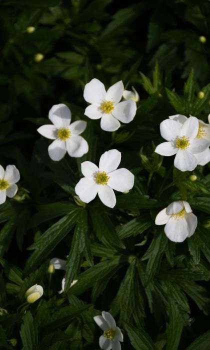 ANEMONE CANADENSIS CANA 3.5"/18T