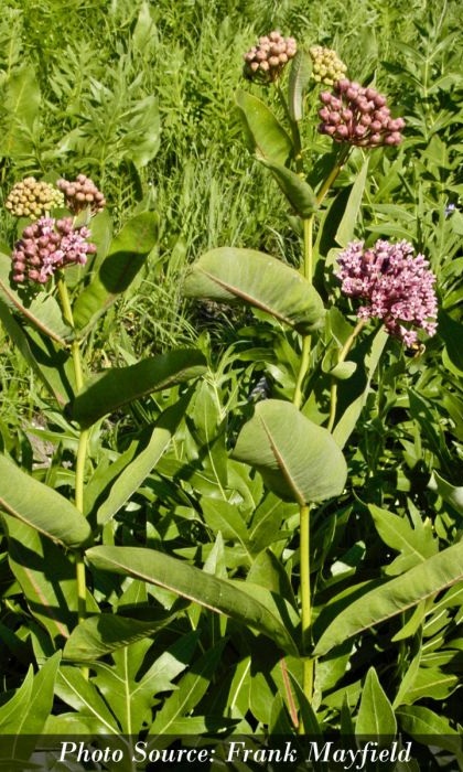 ASCLE SUL PRAIRIE MILKWEED #1