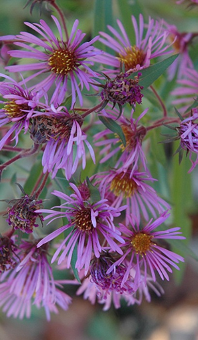 ASTER NOV ANG NEW ENGLAND #1