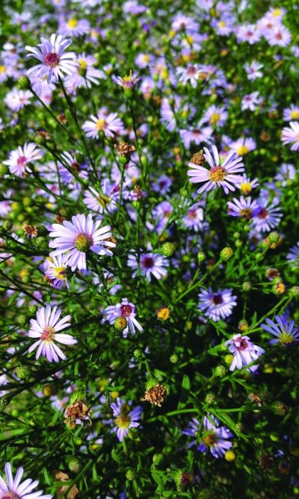 ASTER OOLENTANGIENSE 3.5"18/T