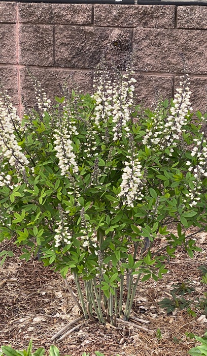 BAPTISIA ALBA #1