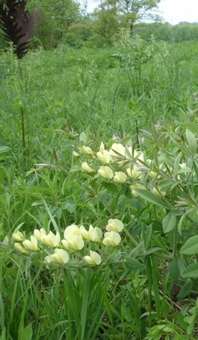 BAPTI BRA CREAMWILDINDIG3.5"/18T