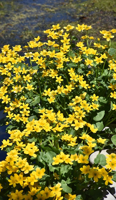 CALTH PAL MARSH MARIGOLD3.5"/18T