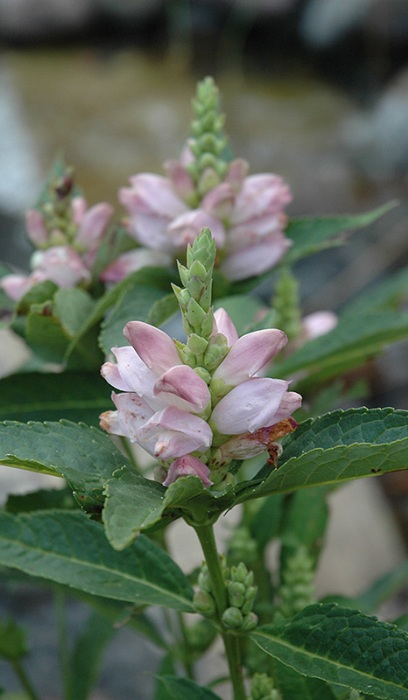 CHELONE GLA TURTLEHEAD 3.5"/18T