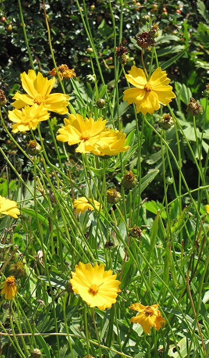 COREOPSIS LANCEOLATA 3.5"/18T