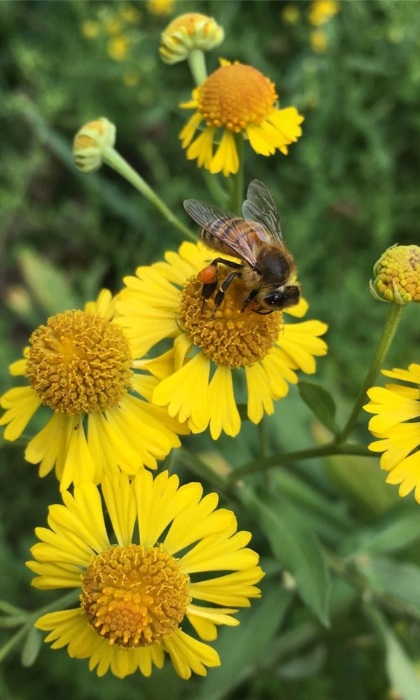 HELENIUM AUT SNEEZEWEED 3.5"/18T