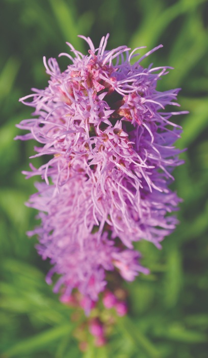 LIATR ASP ROUGHBLAZINGST3.5"/18T