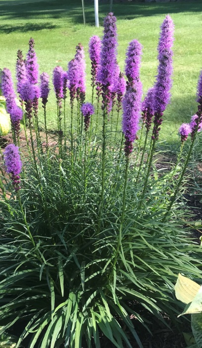 LIATRIS SPI DENSEBLAZING3.5"/18T
