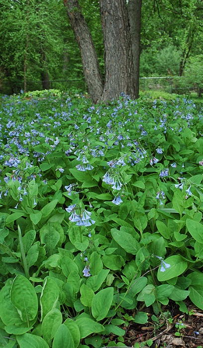 MERTENSIA VIRGINICA #1