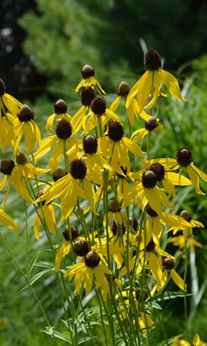 RATIB PIN YELLOW CONEFLOWER #1