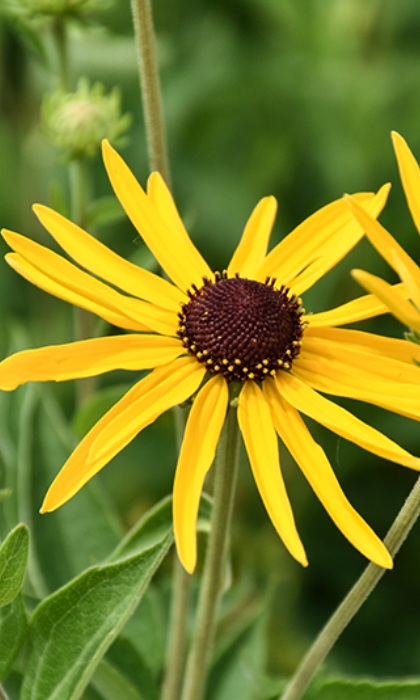 RUDBE SUB SWEETBLACKEYES3.5"/18T