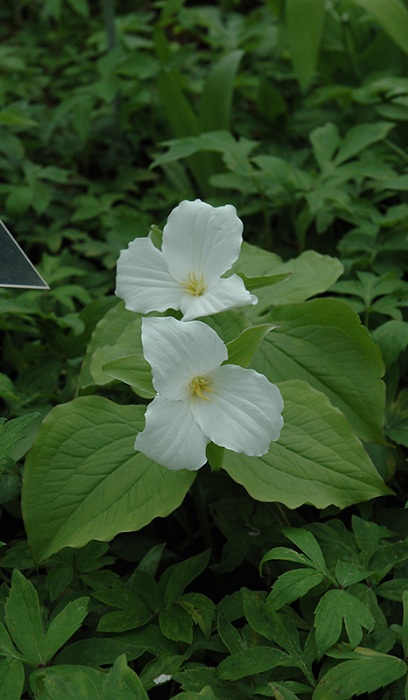 TRILLIUM GRANDIFLORUM #1