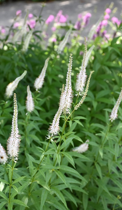 VERON VIR CULVER'S ROOT 3.5"/18T