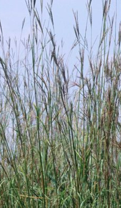 ANDRO GER BIG BLUESTEM 3.5"/18T