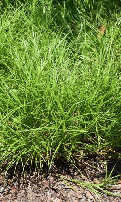 CAREX BICKNELLI OVAL SED3.5"/18T