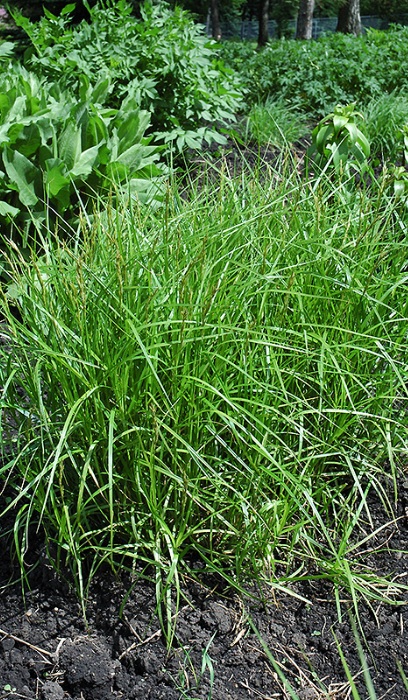 CAREX MUSKINGUMENSIS 3.5"/18T