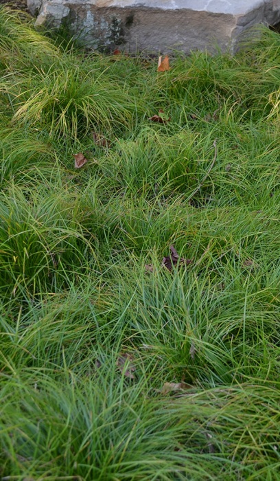 CAREX PEN COMMONOAKSEDGE3.5"/18T