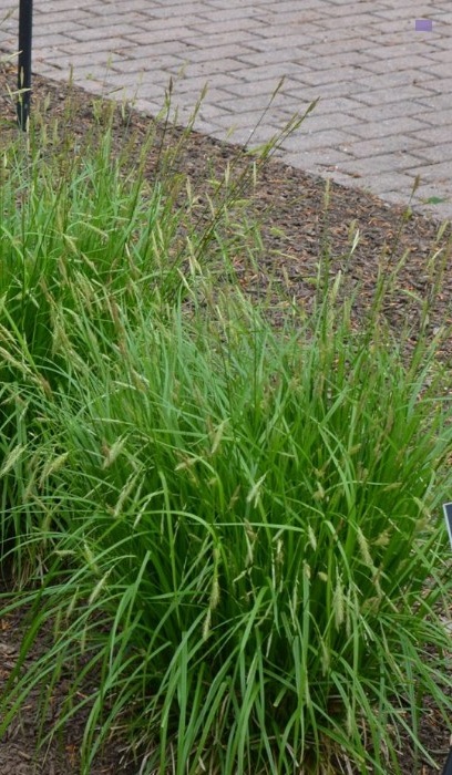 CAREX SPRENGELLI 3.5" 18/TRAY