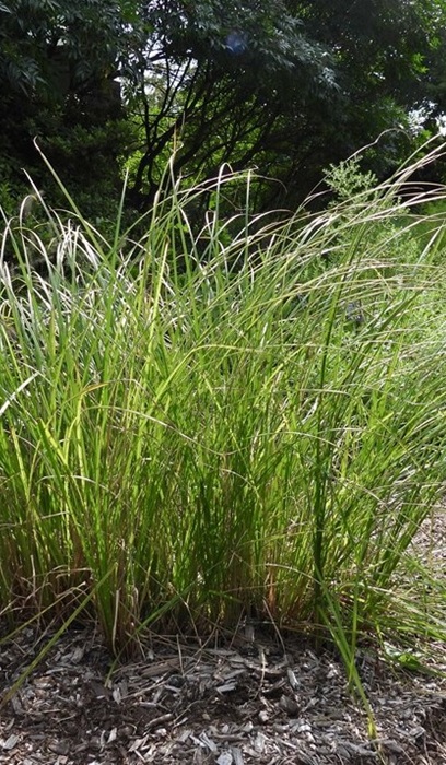 CAREX STR TUSSOCK SEDGE 3.5"/18T