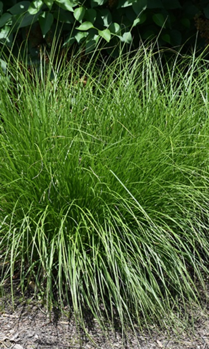 CAREX VUL FOX SEDGE #1