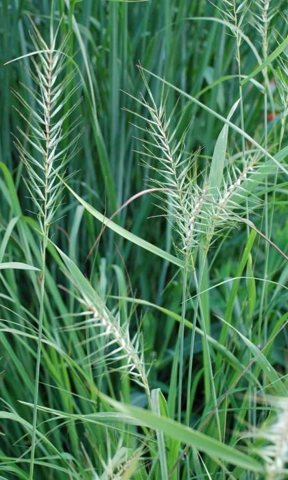 HYSTR PAT BOTTLEBRUSHGR 3.5"/18T