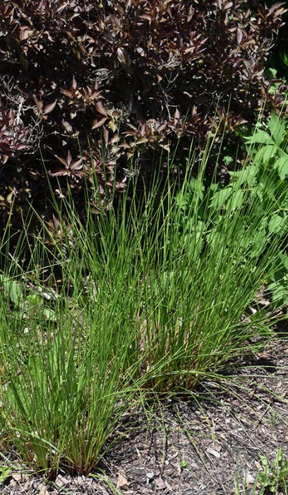 JUNCUS EFFUSUS 3.5"/18T