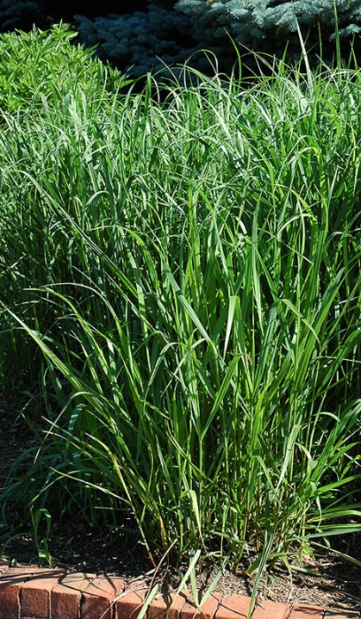 PANIC VIR SWITCHGRASS 3.5"/18T