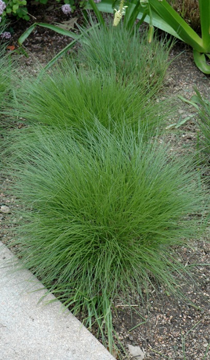 SCHIZ SC LITTLE BLUESTEM3.5"/18T