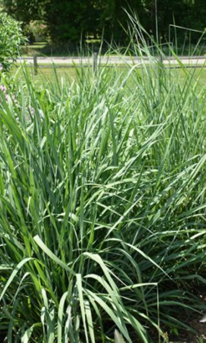 SORGH NUT INDIANGR 3.5"/18T