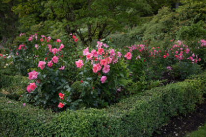 SRS ALL THE RAGE #2 EE