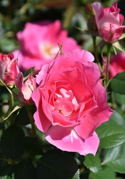 SRS CAREFREE WONDER #2 PINK