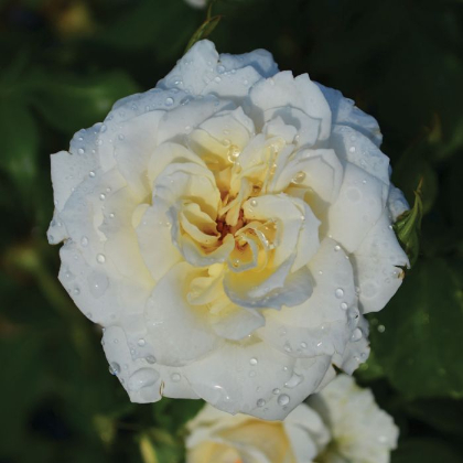 SRS CHAMPAGNE WISHES #2 EE IVORY