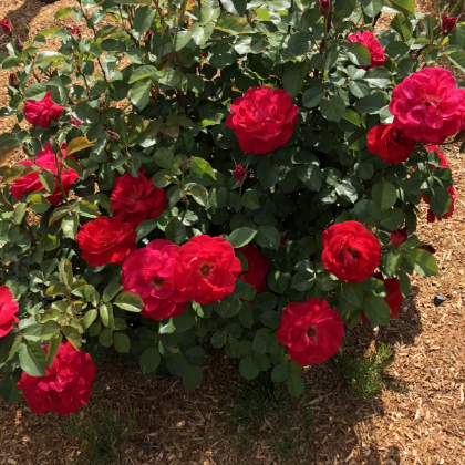 SRS CINNAMON HEARTS #2 BE